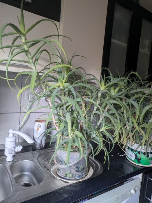 Aloe planta medicinala