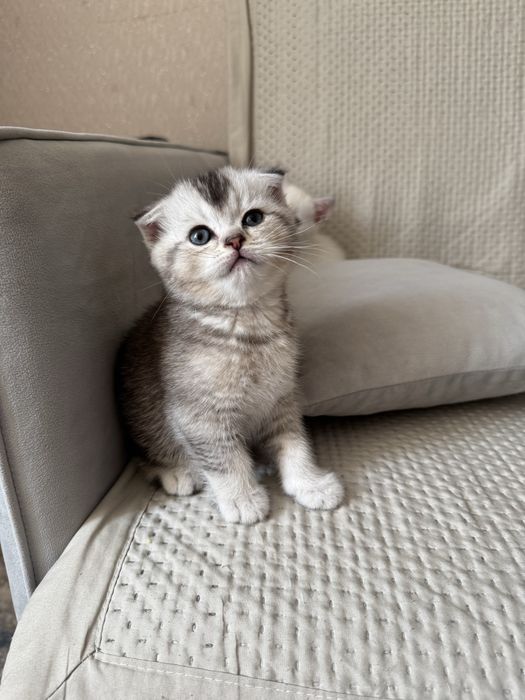 Продам котенка (мальчик)