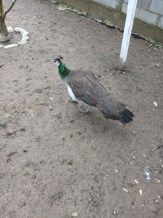 Vand ouă de paun 40 lei buc. trimit în tara ori unde