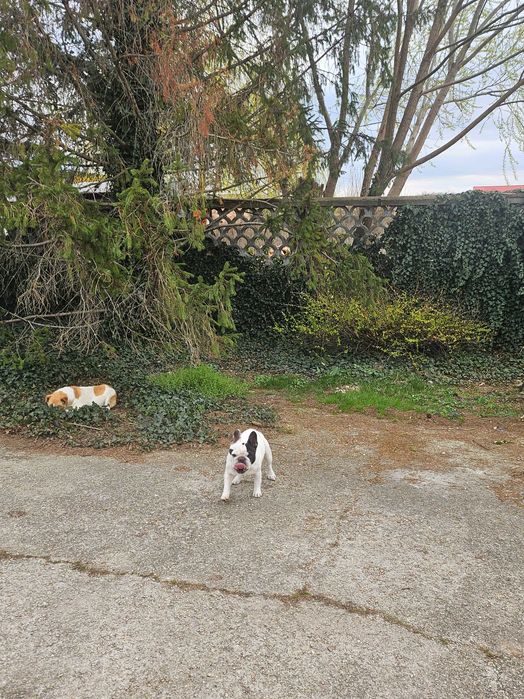 Frenchie cuminte spre adoptie