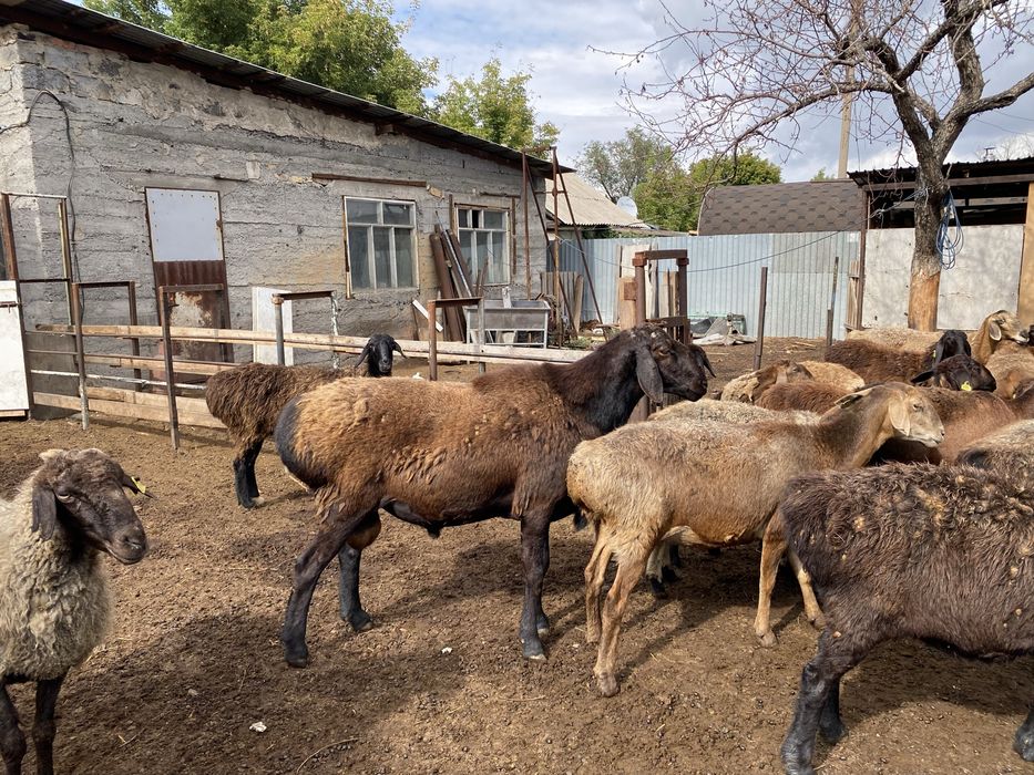 Кошкар 4 года. Продам срочно!