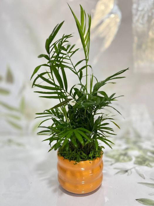 Бамбук, Рускус, Хамедорея и др