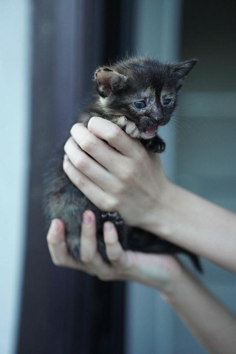 Котятки ищут дом