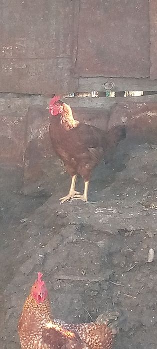 Продам петушков.