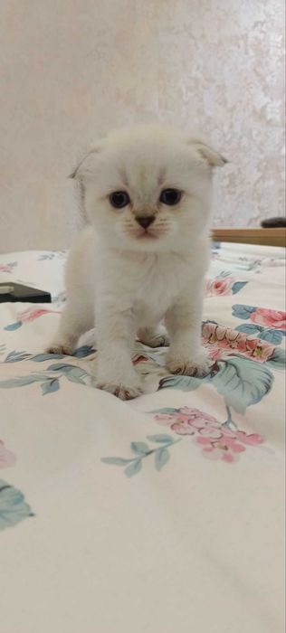 Продаются котята