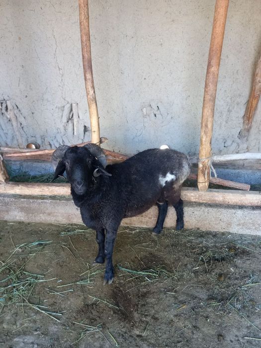 2dona boqilgan quchqor sotaman