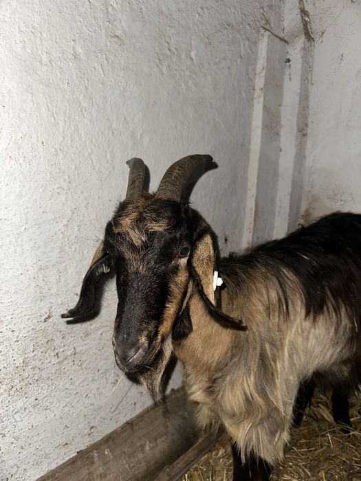 Vand iada metis anglonunbian gestanta la prima fatare