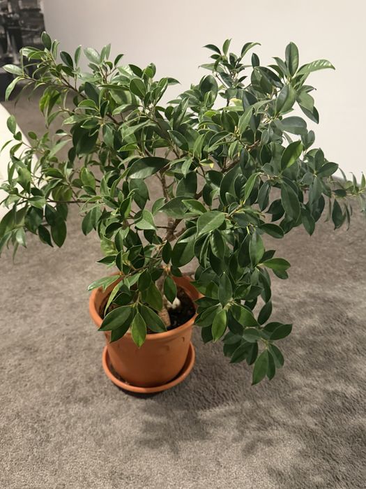 Plante de apartament/birou