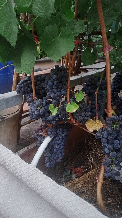 Продам столовый домашний виноград.