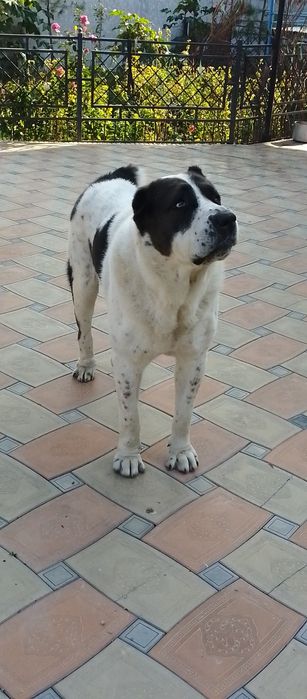 Вязка САО алабай(тобет)