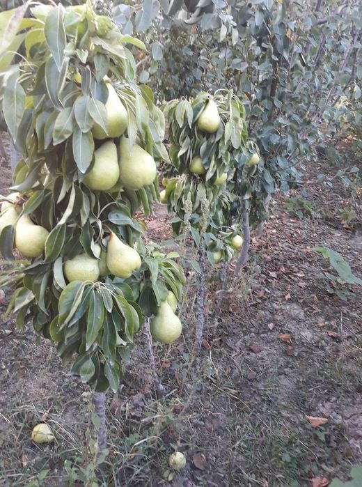 Vand pomi fructiferi si arbusti fructifer