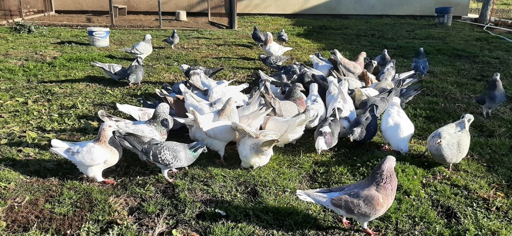 Vând porumbei de rasă texani, voiajori