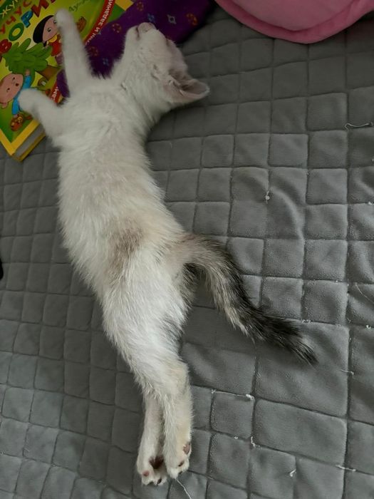 Котёнок в поисках дома