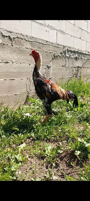 Продам петушка дакан