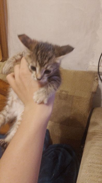 Отдадим котят в добрые руки
