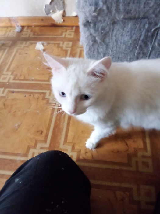 Отдадим кошек котов в добрые руки