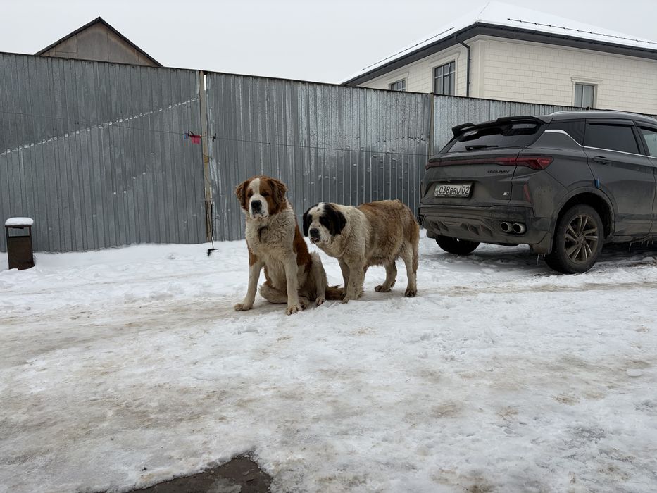 Продаются щенки московской сторожеврй