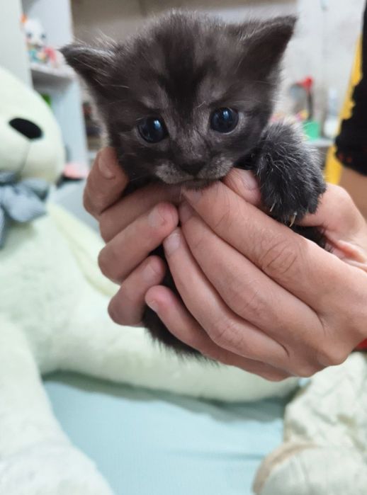 Котята метисы в добрые руки