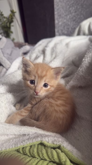 Котенка маленький