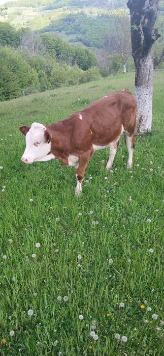 Vitea Baltata Romaneasca