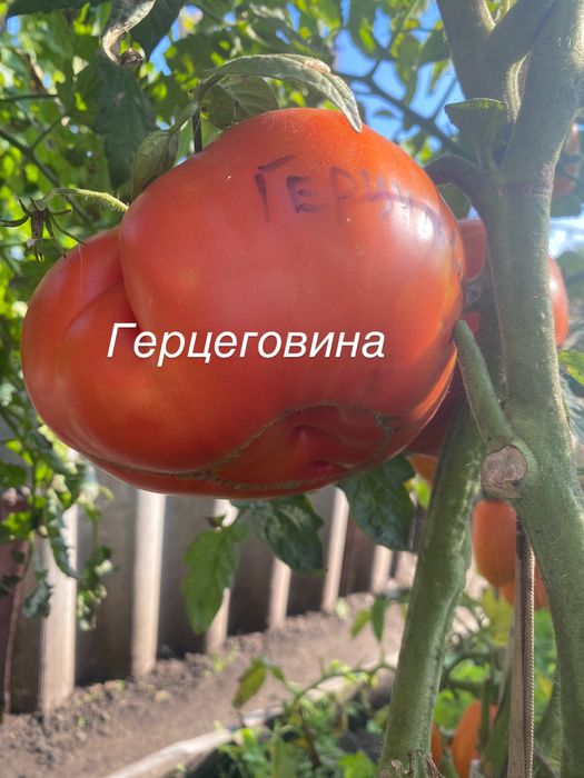 Семена помидор редкие сорта