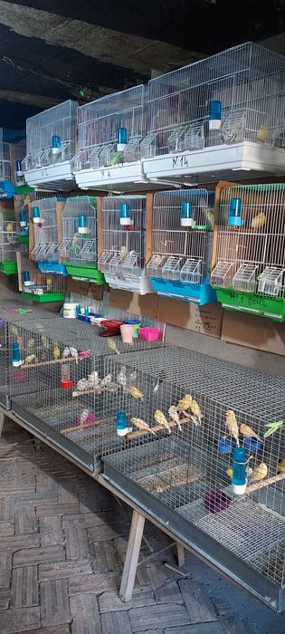 Канарейкалар сотилади  уйдан