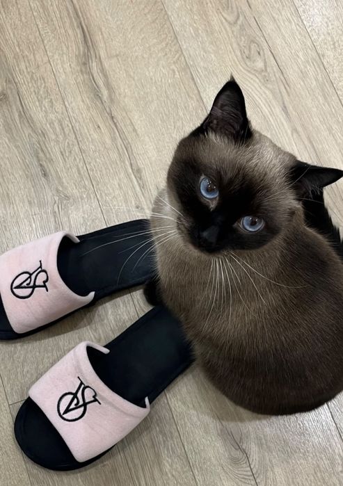 Отдам кота в добрые руки Ричи
