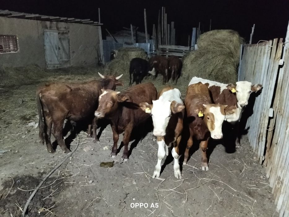 Бычки 14бас овтым