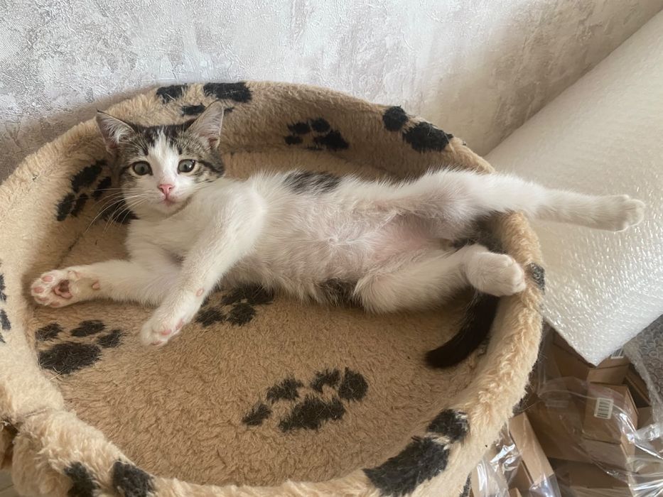 Отдам в добрые руки котенка