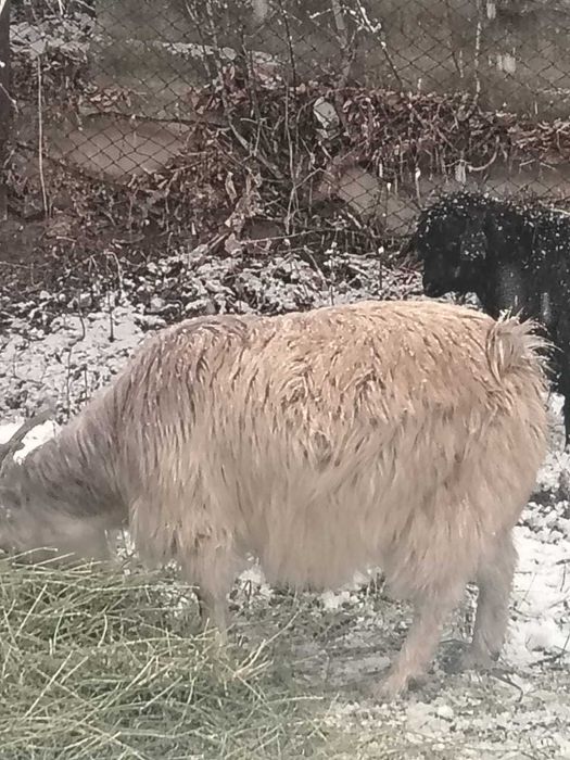 Буаз ешкі сатылады.