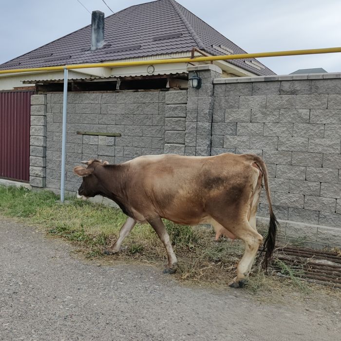 Корова дойная алатауская