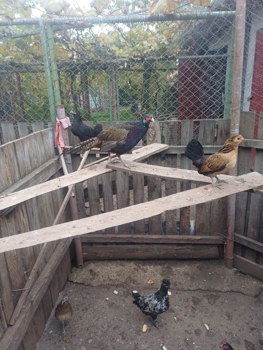 Disponibil ultimele păsări