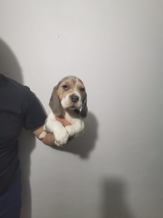 Rezervări beagle blue