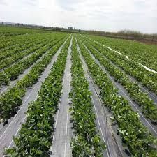 Agrotextil/Antiburuieni/Mulcire,REZISTENT 1x100m=245lei; 2x100m=480