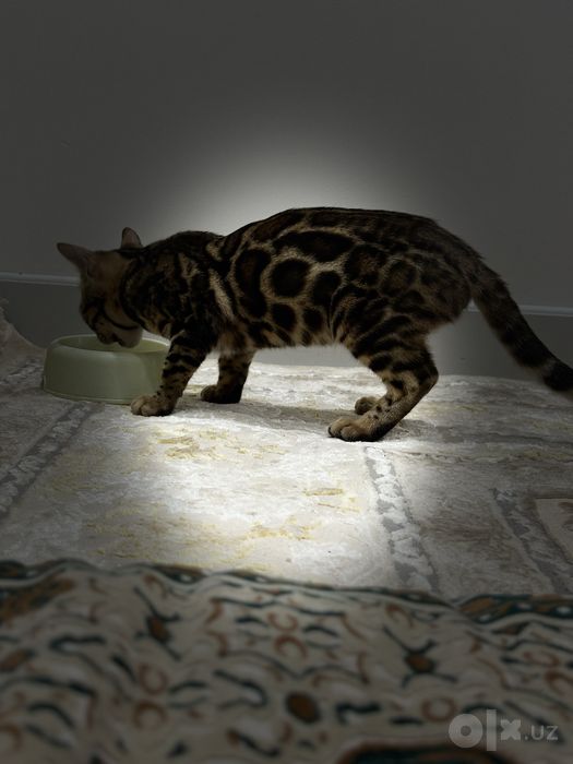 Bengal mushukcha