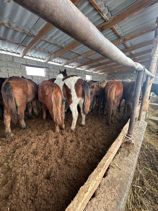 Жабы Жылкы тай ат