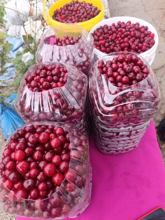 Продам вишню от 5 л