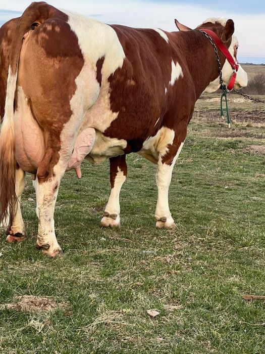 Vând vaca bălțată românească la a3a fătare