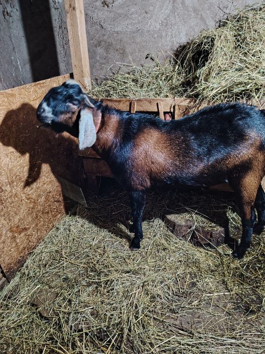 Tap anglonubian de vanzare