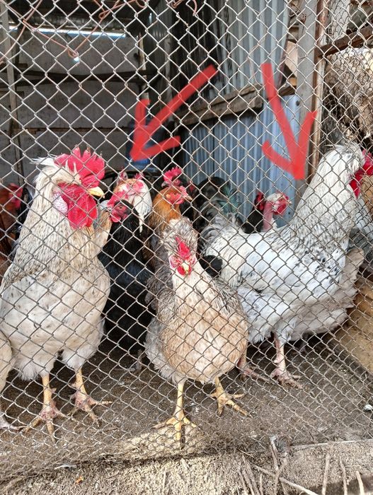 Продаются молодые петухи