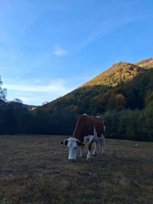 Vaci si taur de vânzare