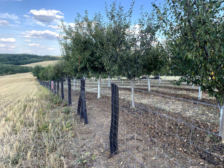 Teren-vie-livada-padurice