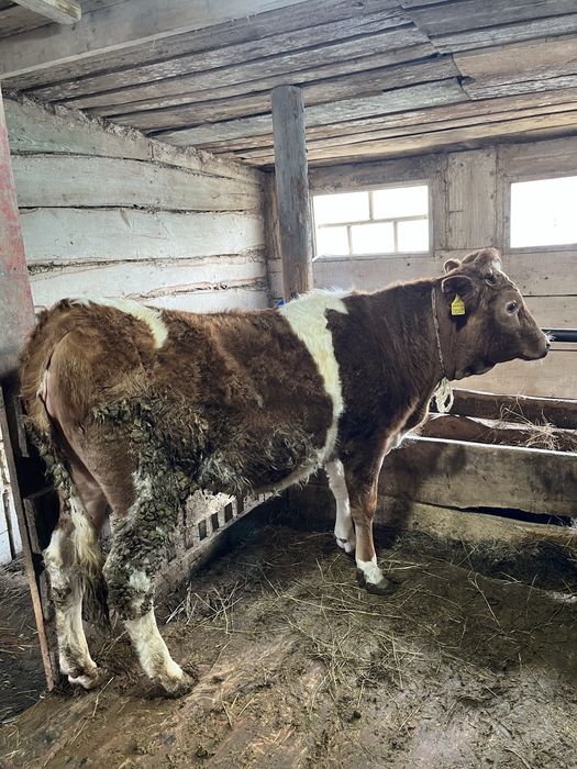 15 бас бұқашық пен қашар , откорм