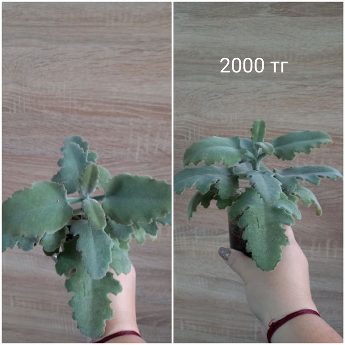 Продам цветочки разные