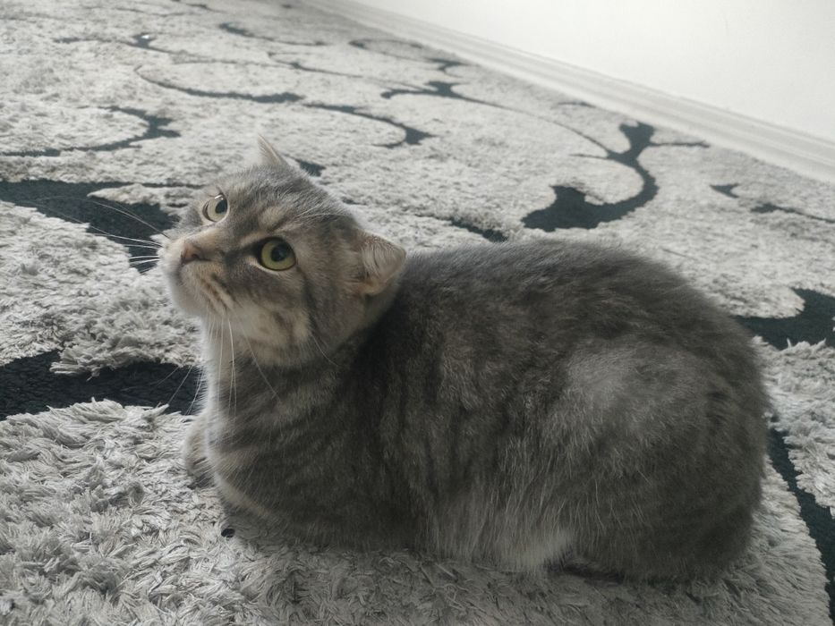 Отдам кота в хорошие руки!!! Срочно