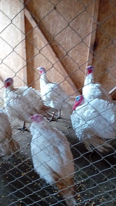 Vand CURCANI si CURCI  de curte