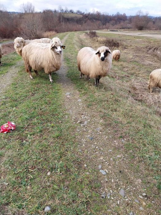 Vand sau schimb pe juninci baltate!