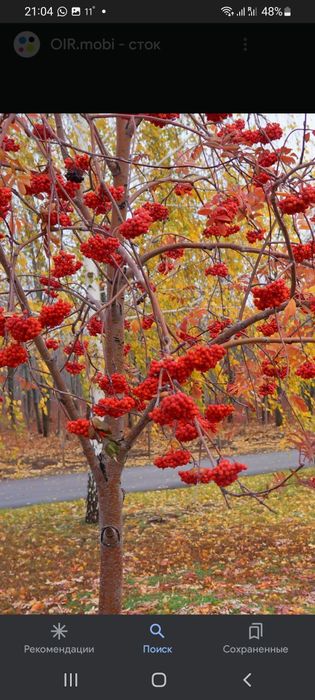 Ленкоранская альбиция рябина
