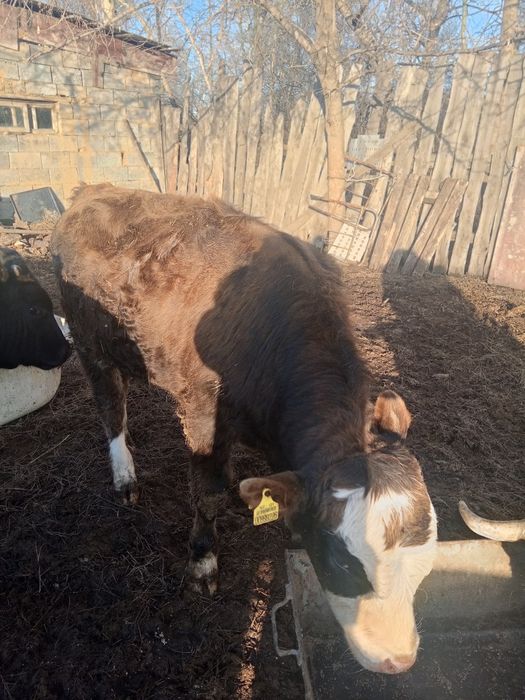 Бычок бұқа бычок бұқа