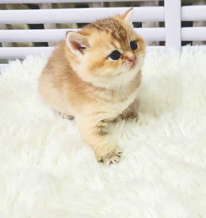 Британская короткошерстная. Котята